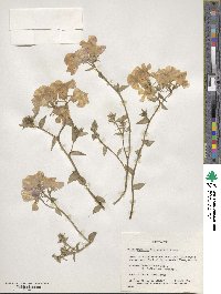 Phlox drummondii image