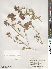 Phlox drummondii image