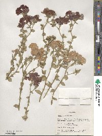 Phlox drummondii image