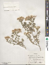 Phlox drummondii image