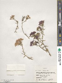 Phlox drummondii image