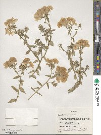 Phlox drummondii image