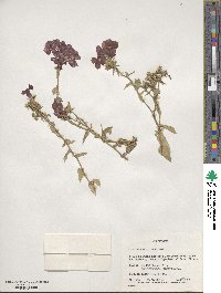 Phlox drummondii image