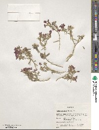 Phlox drummondii image