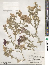 Phlox drummondii image