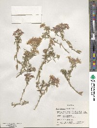 Phlox drummondii image