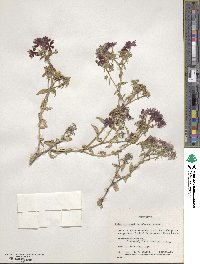 Phlox drummondii image