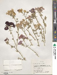 Phlox drummondii image