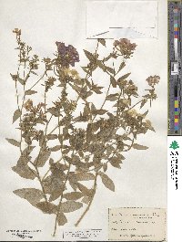 Phlox drummondii image