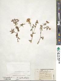 Phlox drummondii image