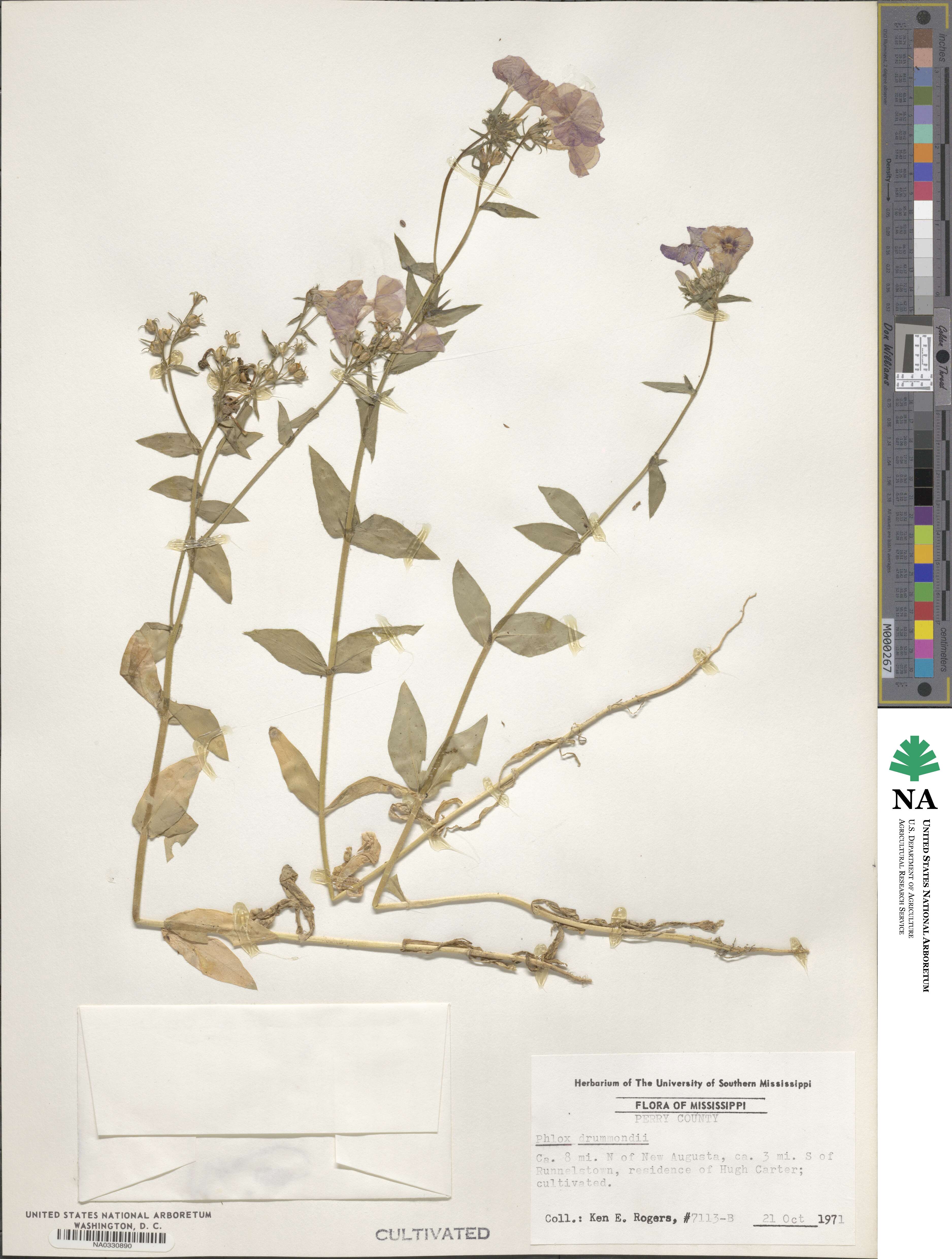 Phlox drummondii image