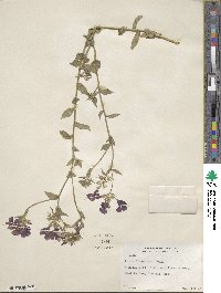 Phlox drummondii image