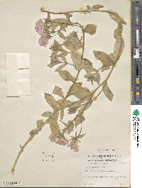 Phlox drummondii image