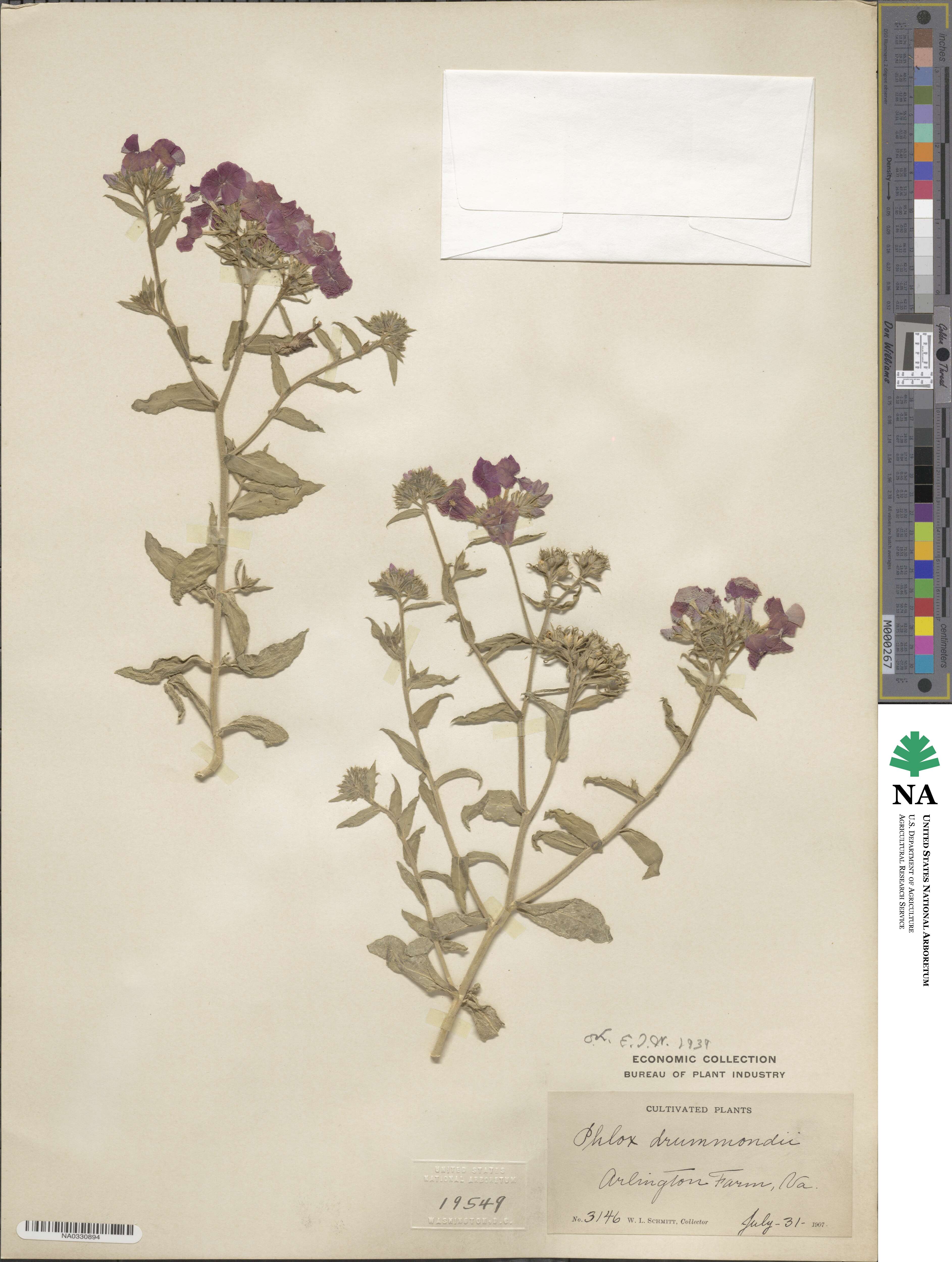 Phlox drummondii image