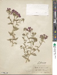 Phlox drummondii image