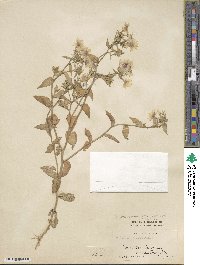 Phlox drummondii image