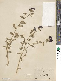 Phlox drummondii image