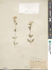 Phlox drummondii image