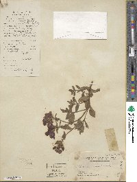 Phlox drummondii image