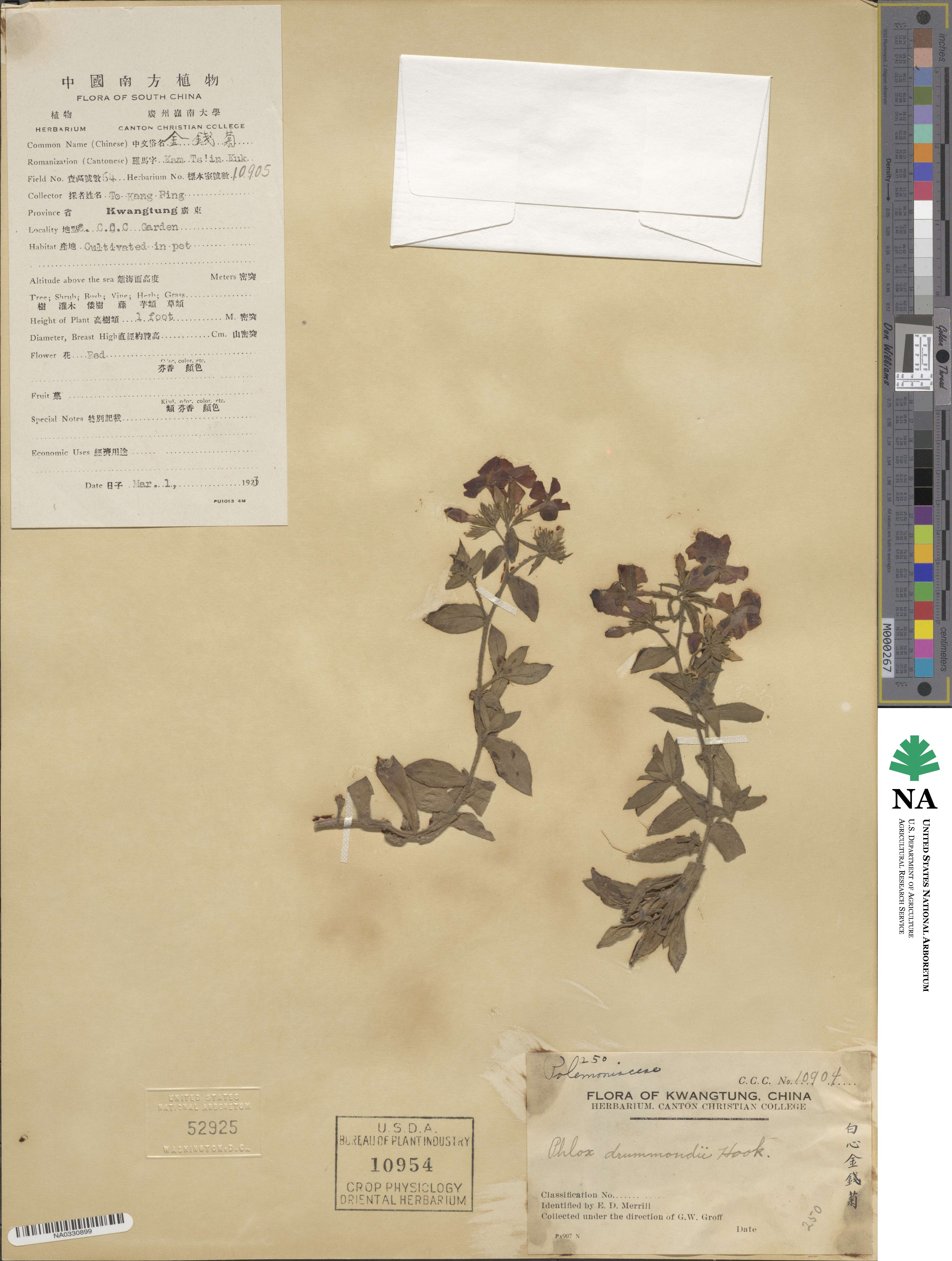 Phlox drummondii image