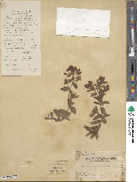 Phlox drummondii image