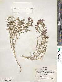 Phlox drummondii image