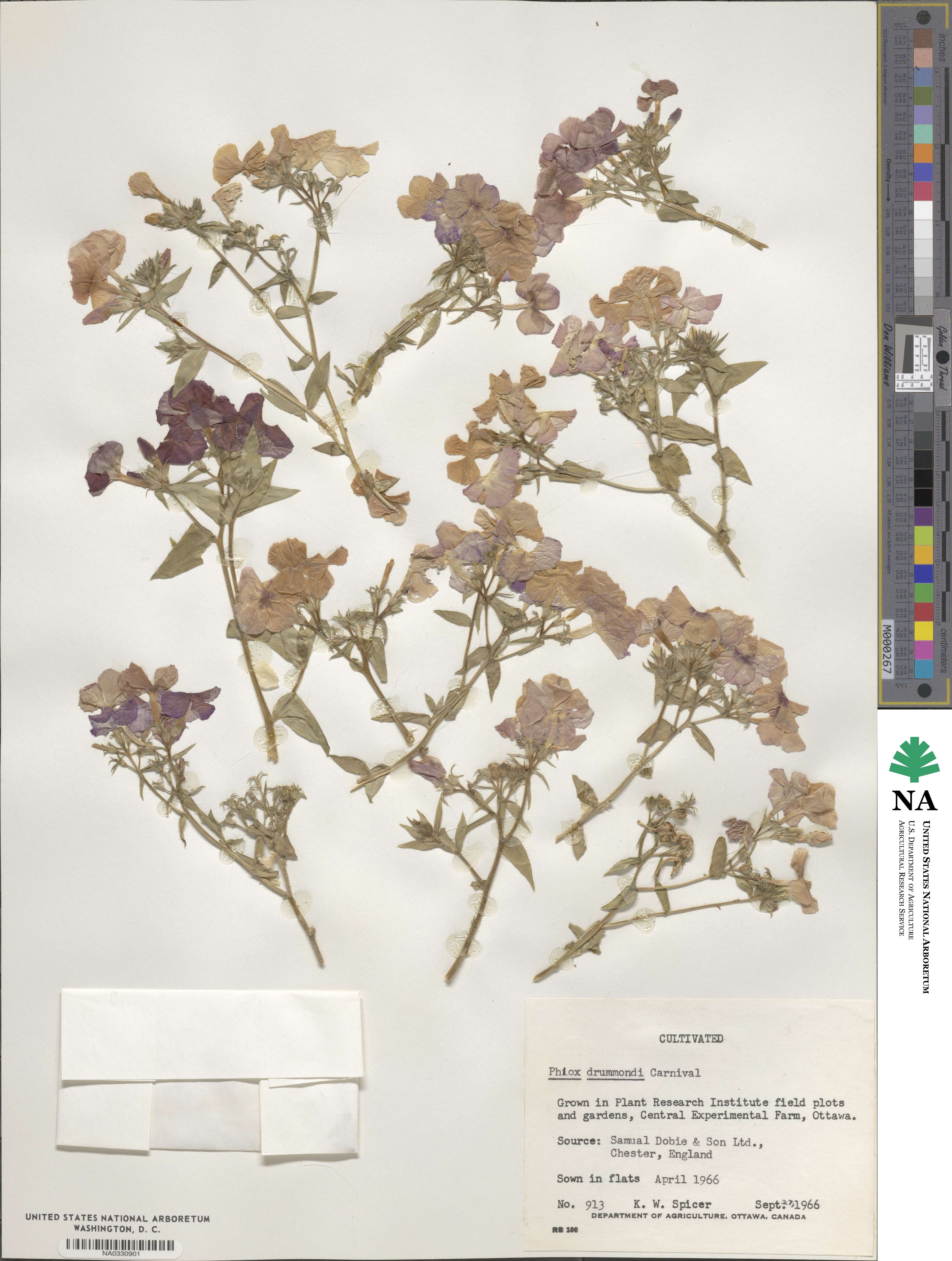 Phlox drummondii image