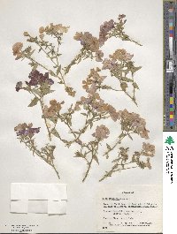 Phlox drummondii image