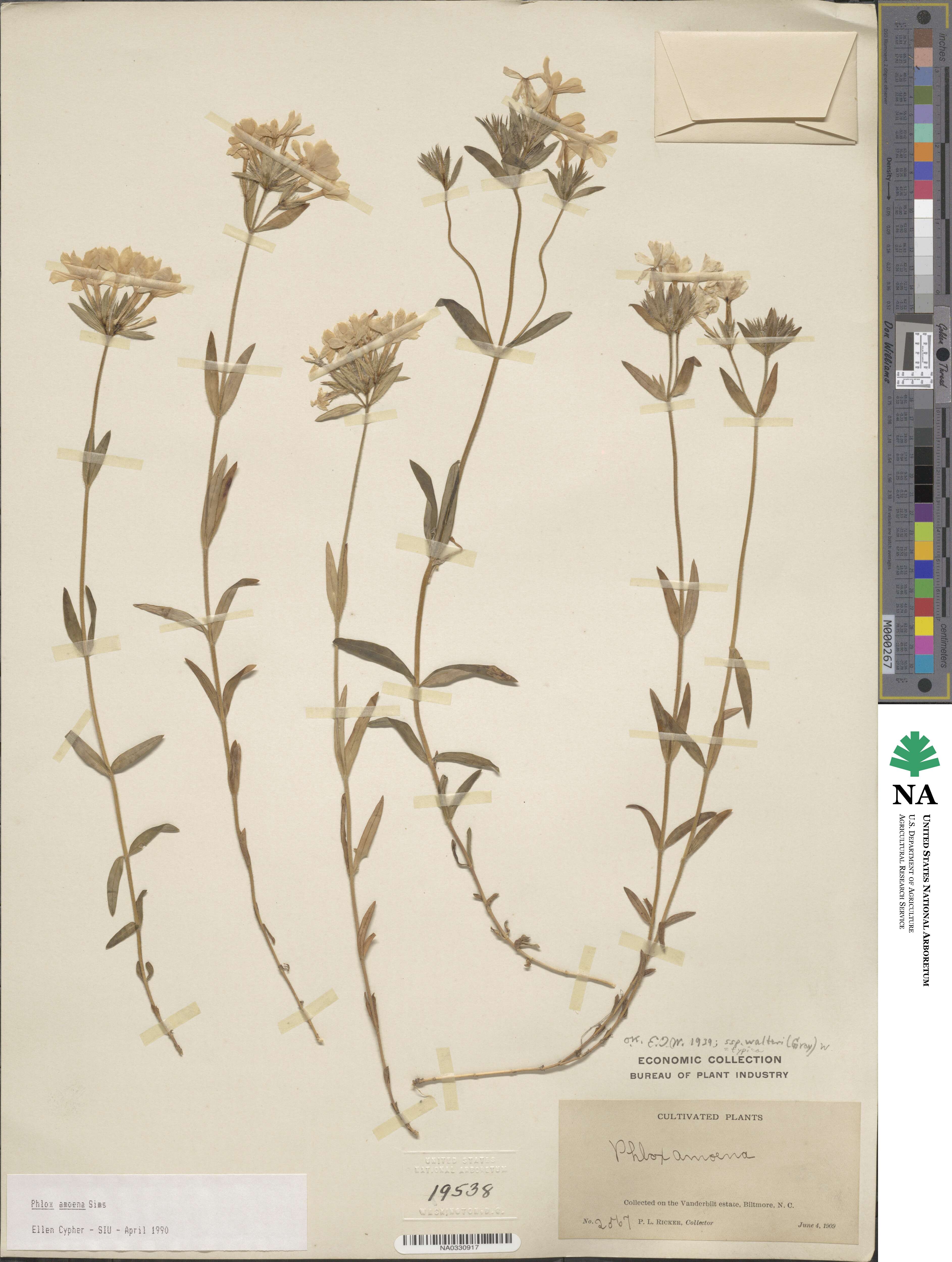 Phlox amoena image