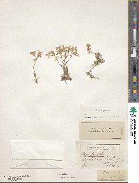 Phlox subulata image