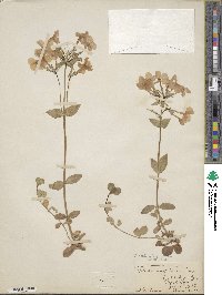 Phlox stolonifera image