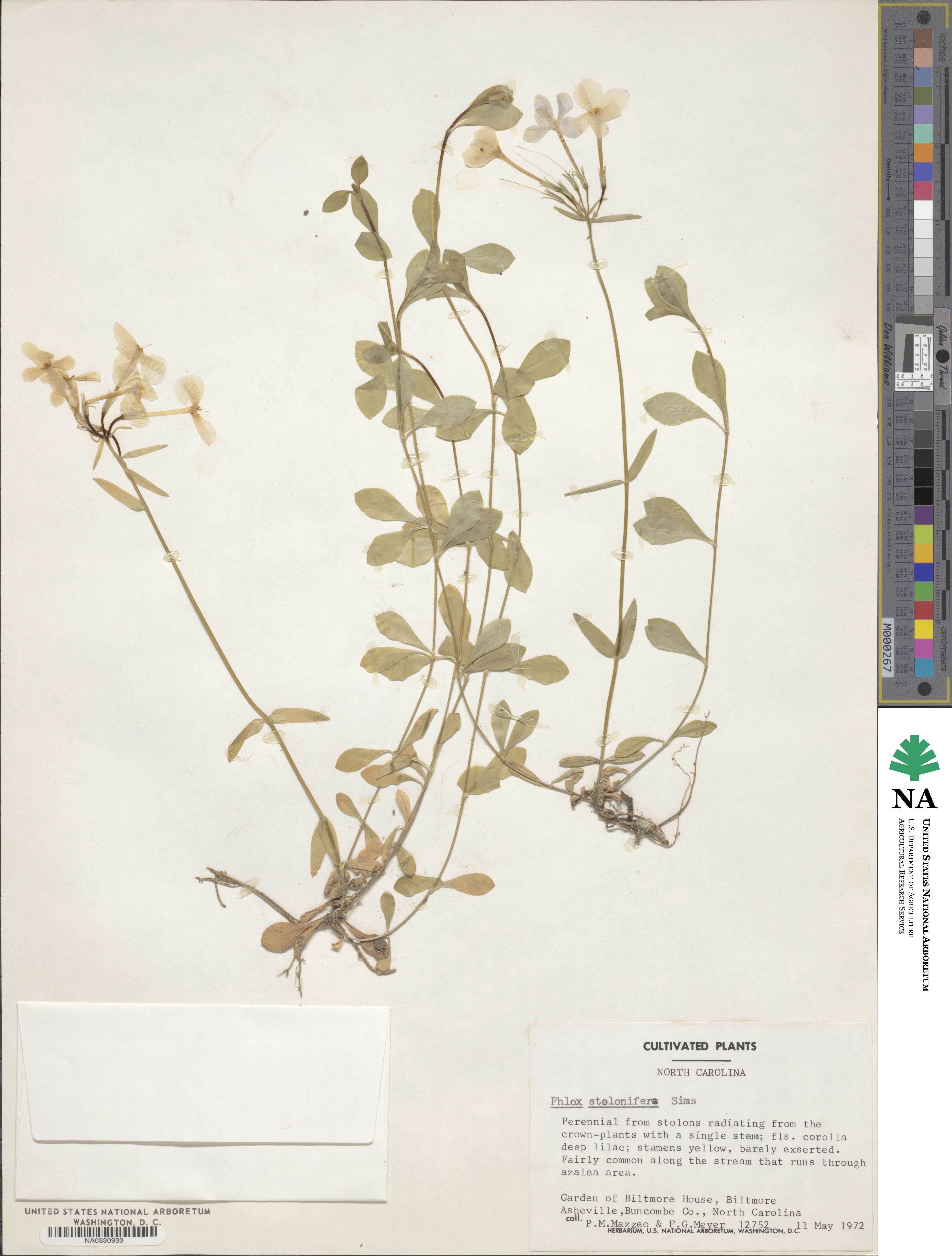 Phlox stolonifera image