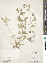 Phlox stolonifera image