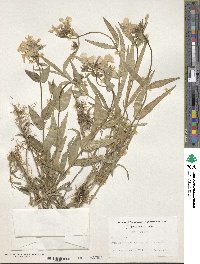 Phlox pilosa image