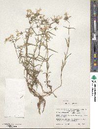 Phlox pilosa image