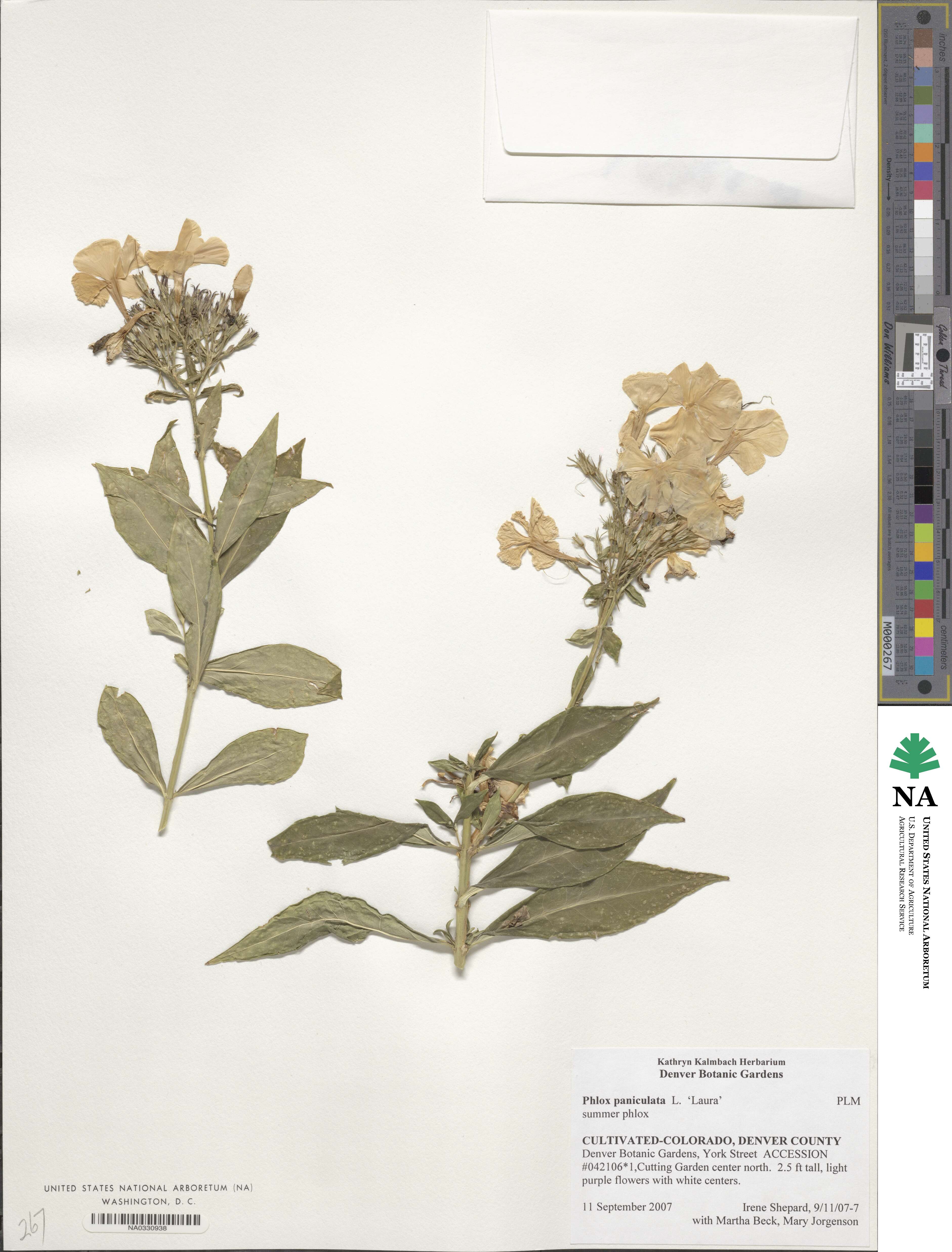 Polemonioideae image
