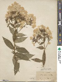 Phlox paniculata image