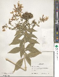 Phlox paniculata image