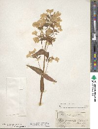 Phlox paniculata image