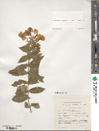 Phlox paniculata image