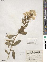 Phlox paniculata image