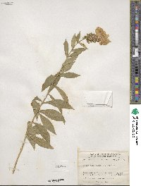 Phlox paniculata image