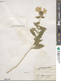 Phlox paniculata image