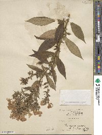 Phlox paniculata image