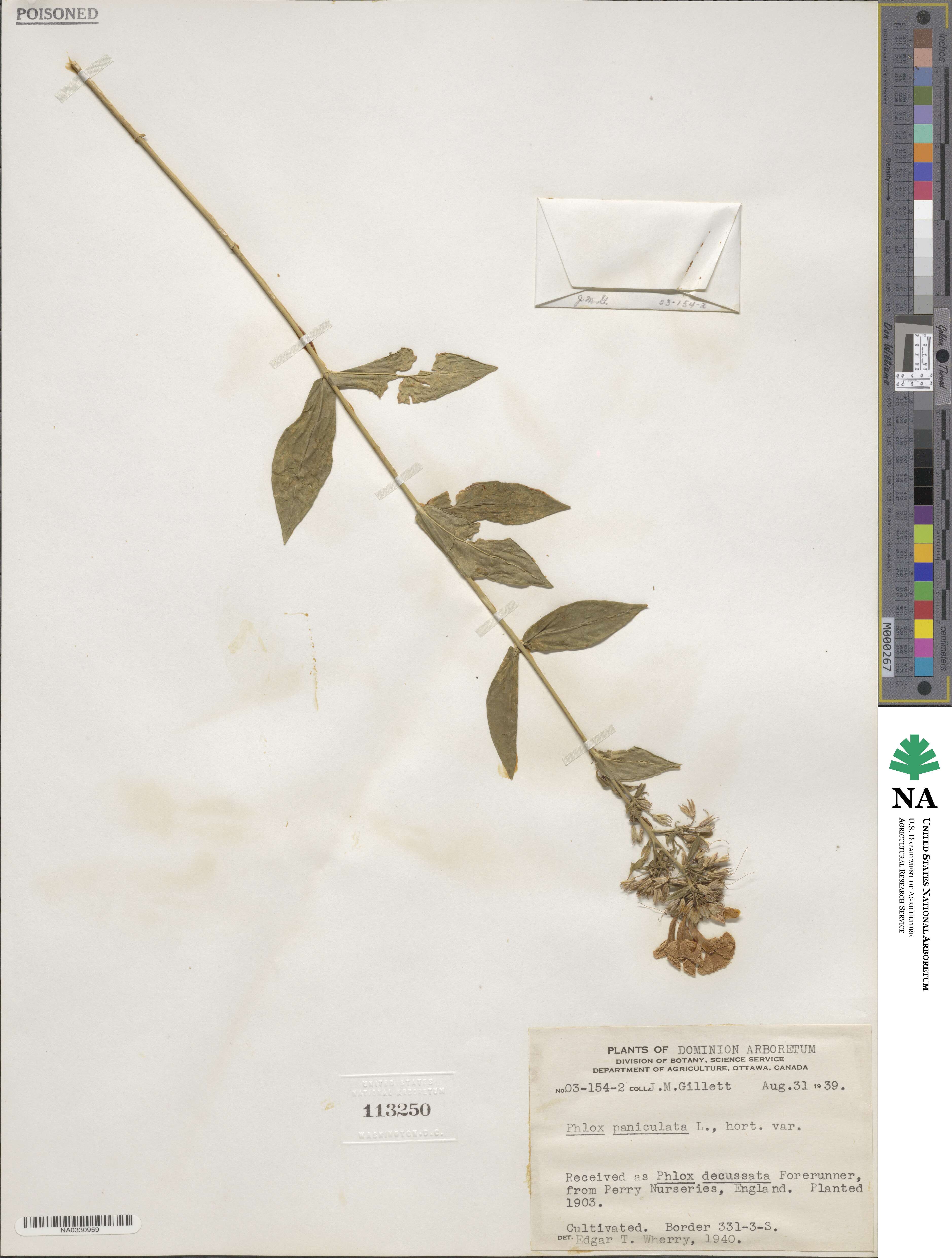 Phlox paniculata image