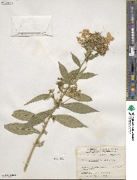 Phlox paniculata image