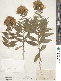 Phlox paniculata image