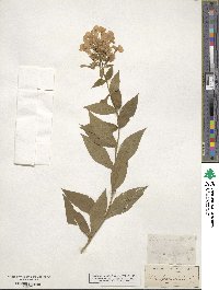 Phlox paniculata image