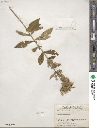 Phlox paniculata image