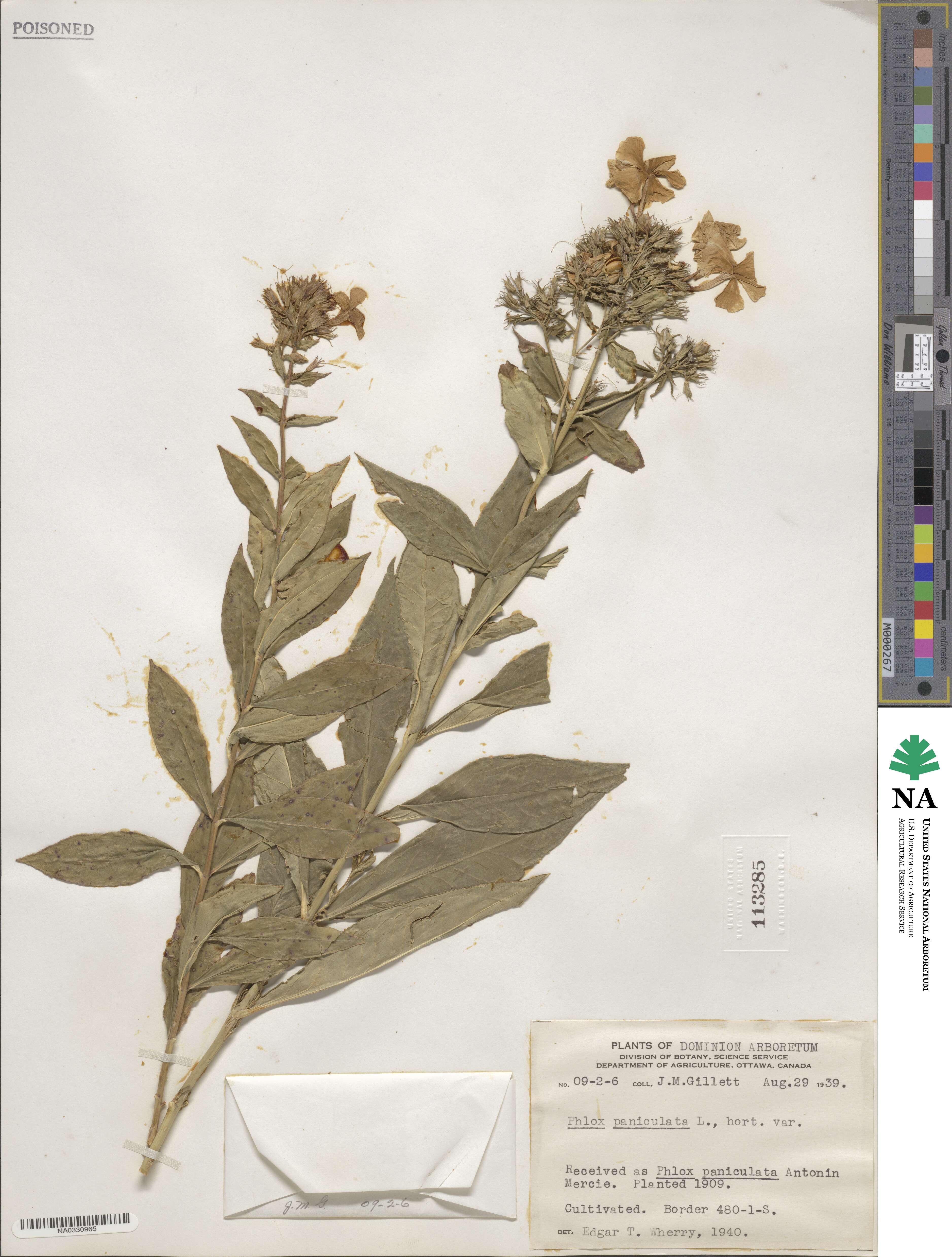 Phlox paniculata image